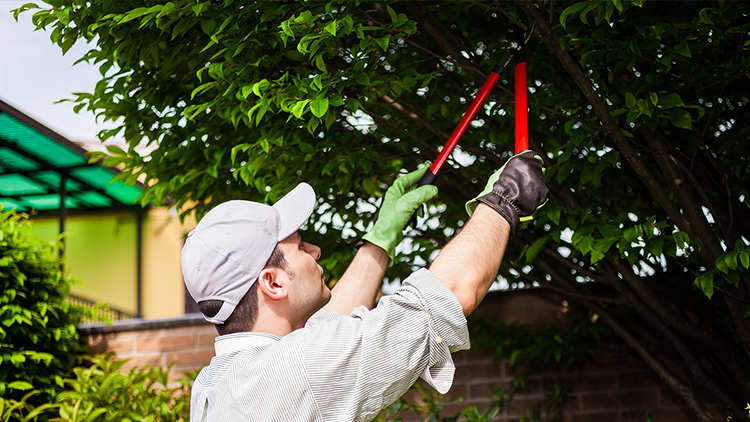 desbrota de laranjeira