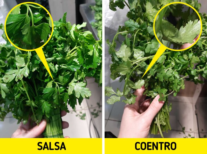 diferença coentro e salsa