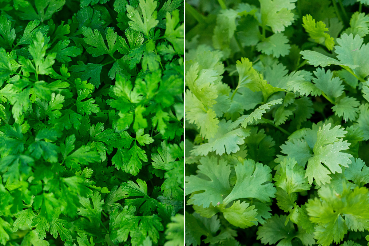 Coentro na Culinária: Desvendando o Sabor Intenso