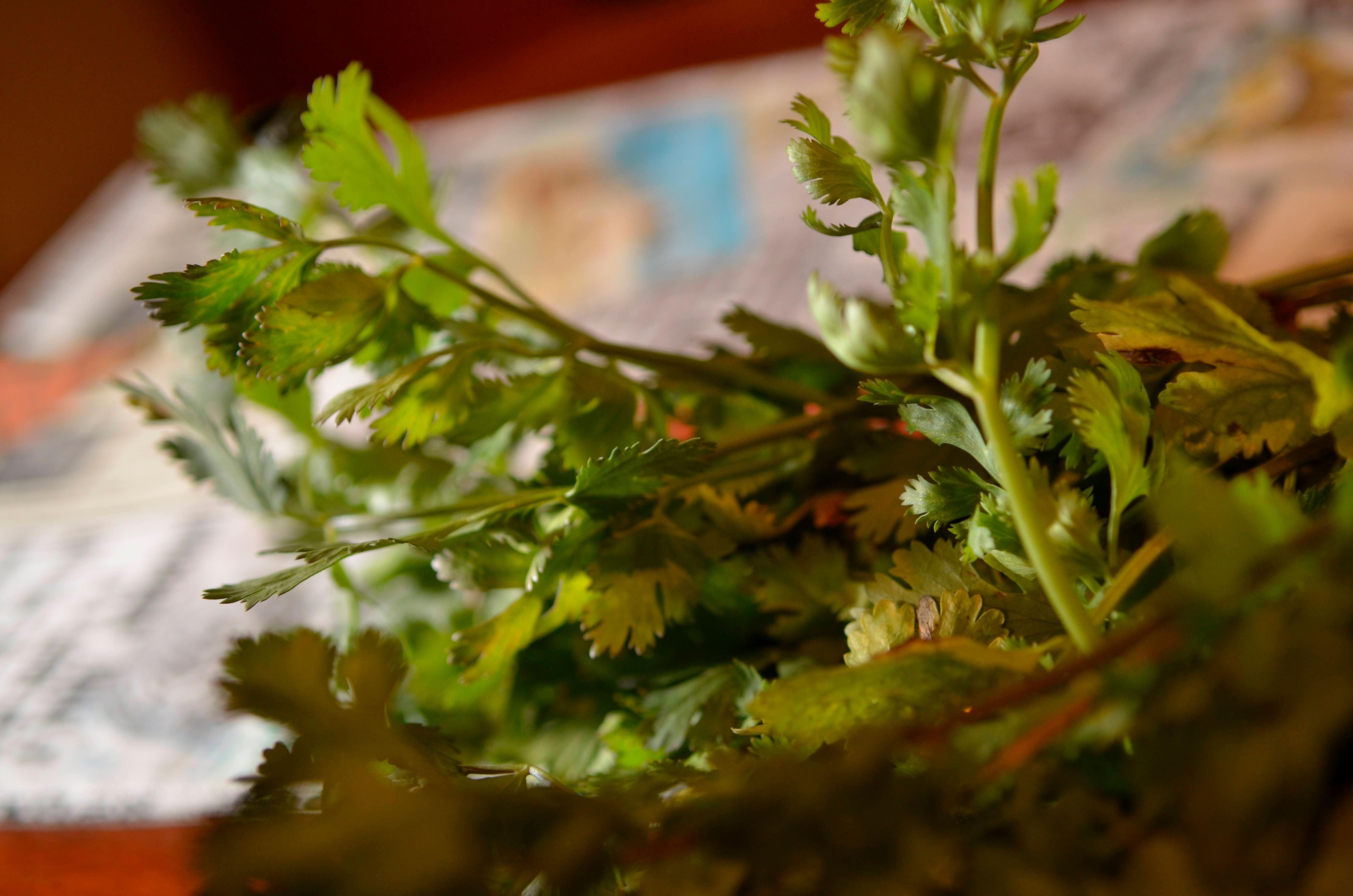Cheiro-Verde: Tudo Sobre a Combinação Perfeita de Temperos