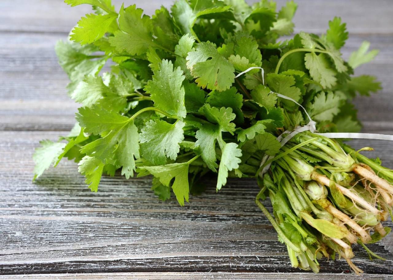 Por Que Algumas Pessoas Odeiam Coentro? A Ciência por Trás do Gosto de Sabão