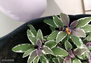 Erros comuns ao usar sálvia