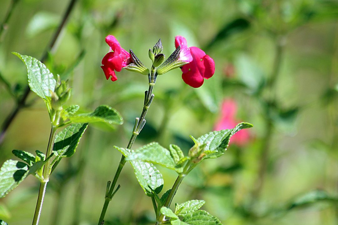 Guia Completo: Como Evitar Erros Comuns no Cultivo de Sálvia