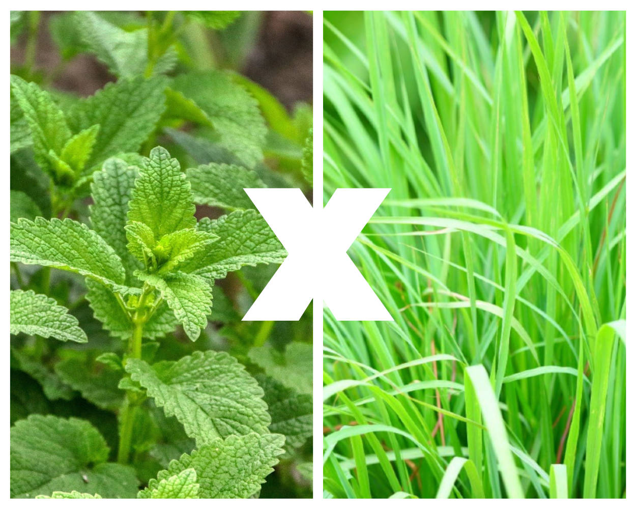 erva-cidreira ou capim-limao