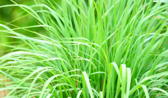 Capim-limão vs. Citronela: Entenda as Diferenças e Usos