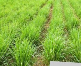 Cultivo e Receitas de Chás para o Bem-Estar