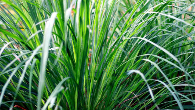 Chás Calmantes Naturais: Guia Completo para Ansiedade e Insônia