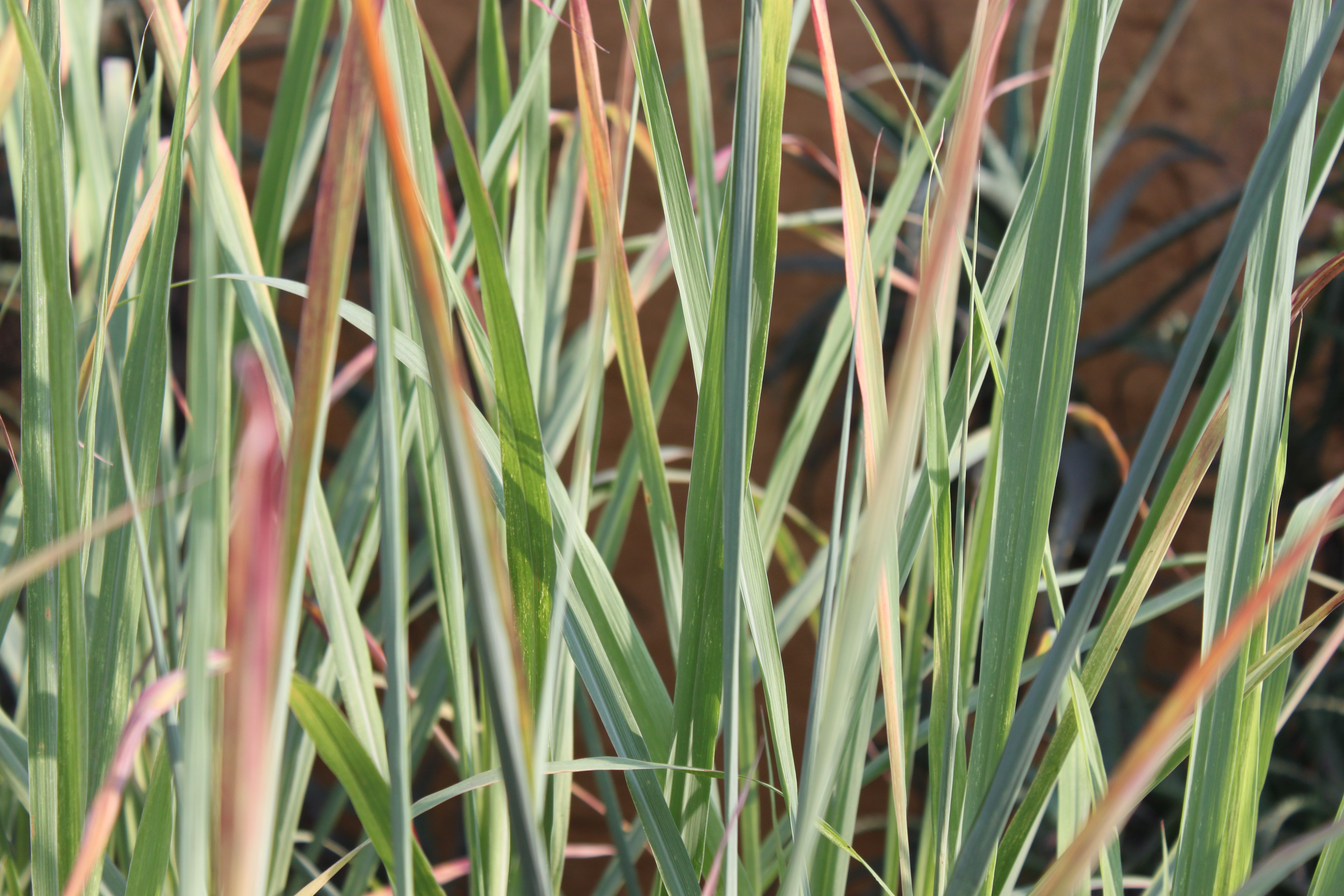 Mitos e Verdades sobre Chás na Gravidez: O Que Você Precisa Saber