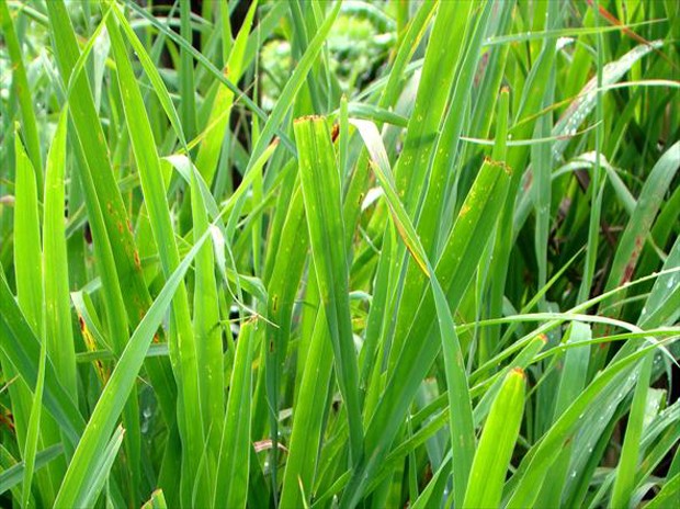 erva-cidreira ou capim-limao