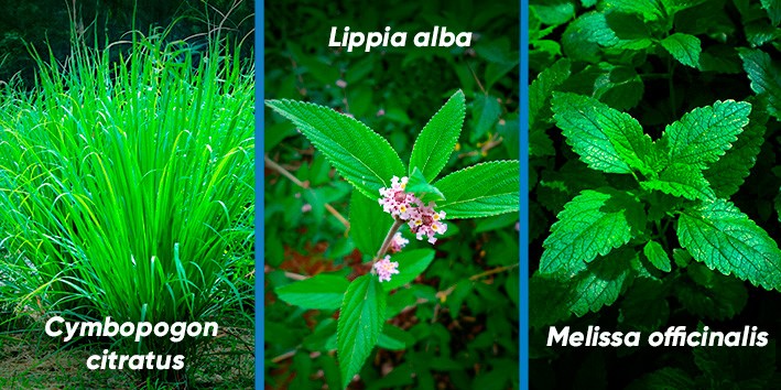 Capim-limão vs. Citronela: Entenda as Diferenças e Usos