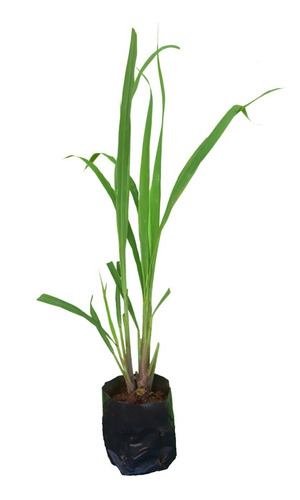 Melissa: Benefícios