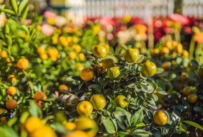 futuro da citricultura