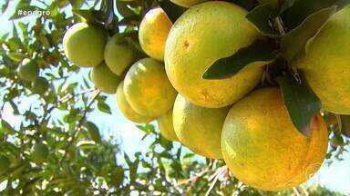 Greening (HLB): O Desafio que Redefine o Mapa da Laranja no Brasil