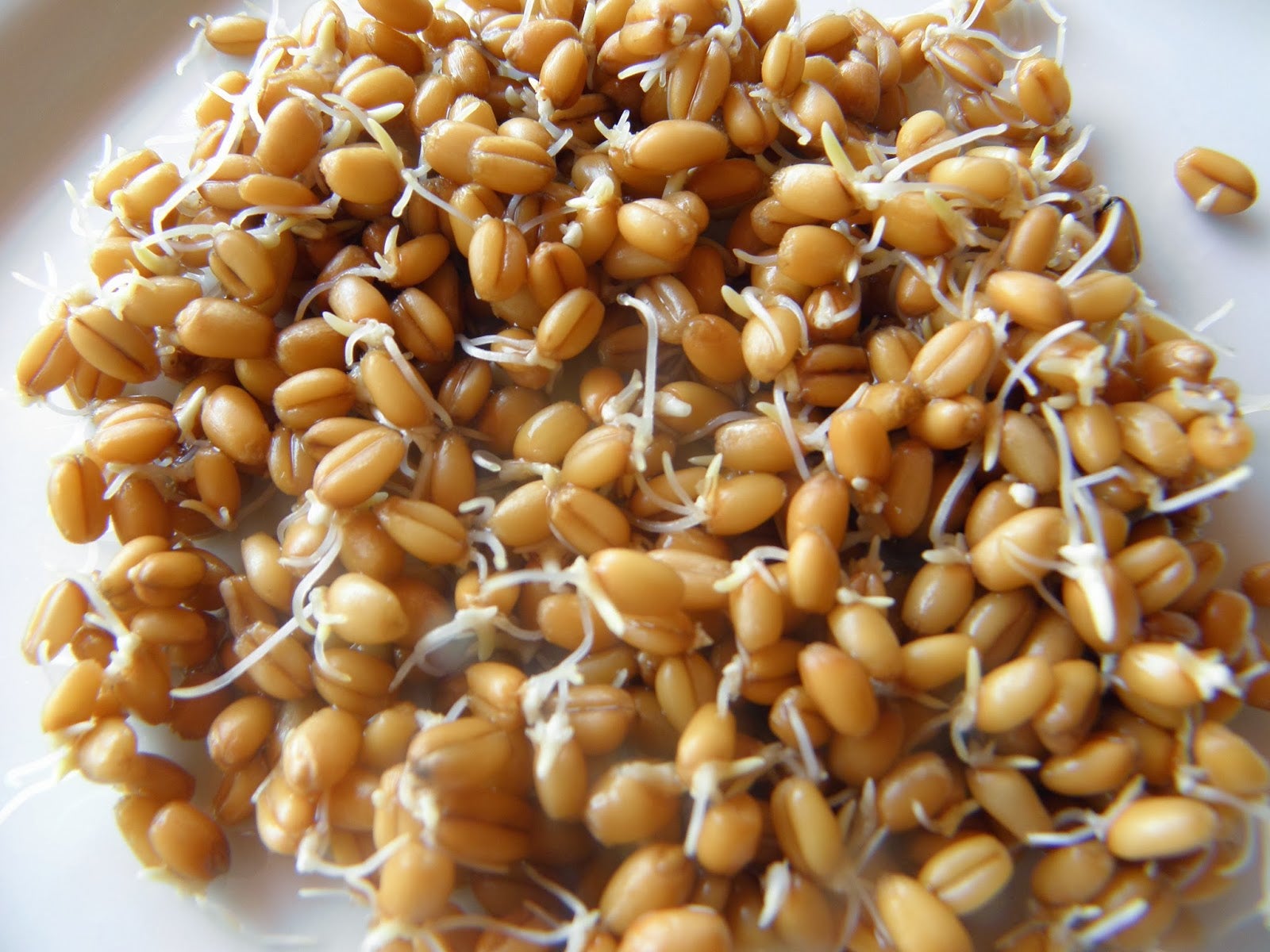 germinar grao de bico