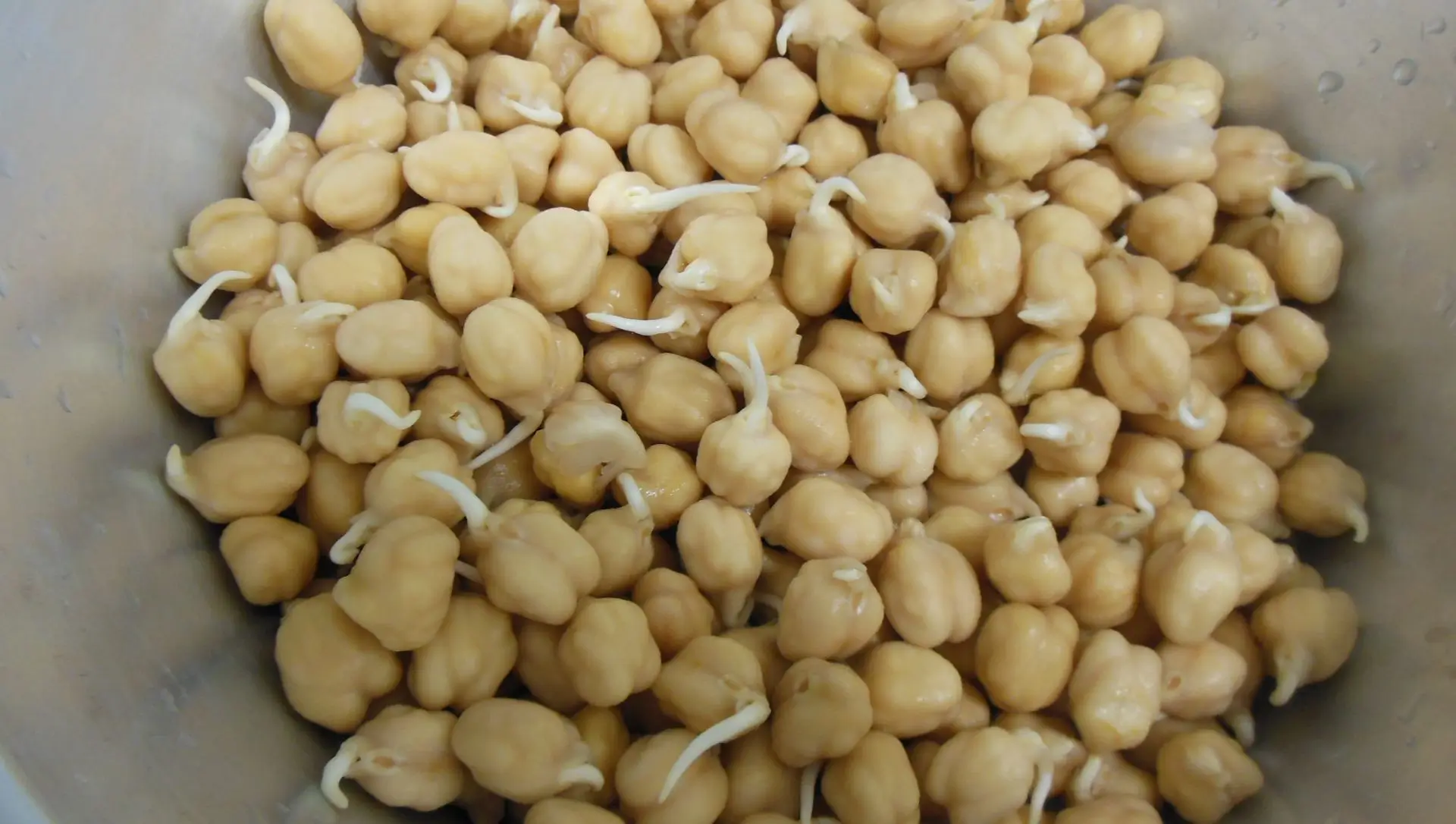 germinar grao de bico