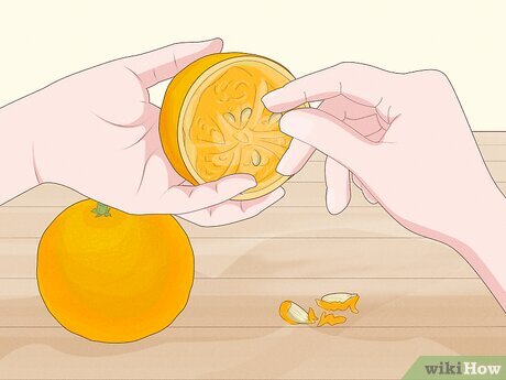 germinar semente de laranja