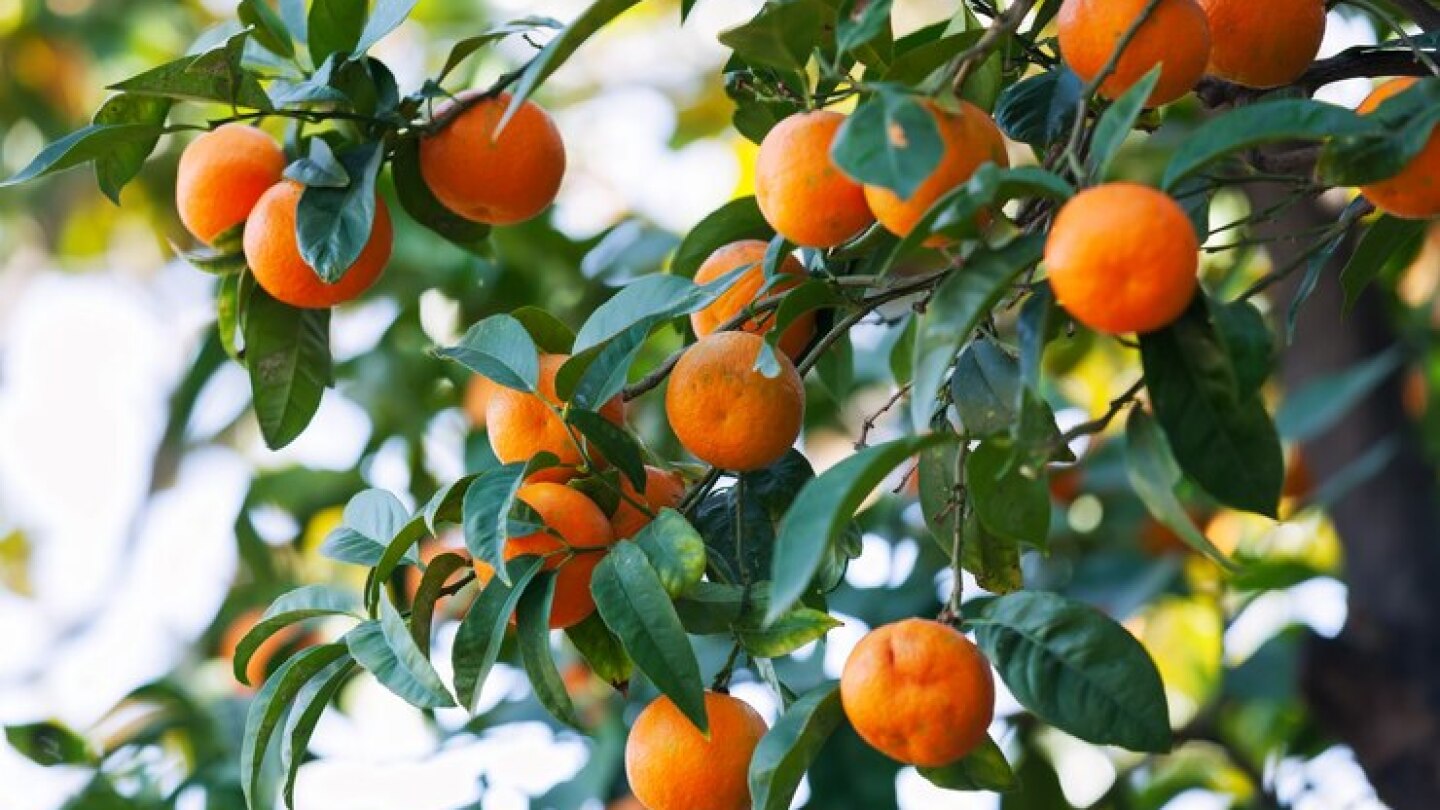 Os Melhores Substratos para o Crescimento Saudável da Sua Laranjeira