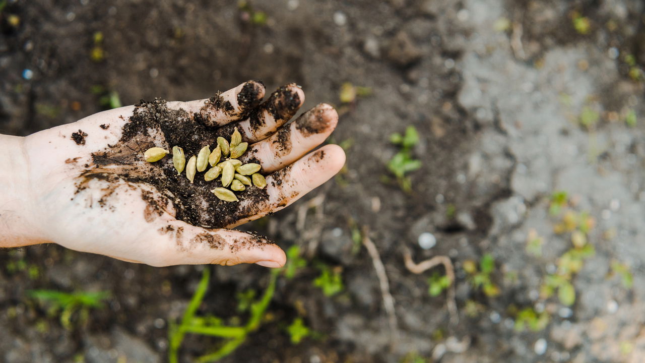 Laranjeira por Semente vs. Enxertia: Qual a Melhor Opção?