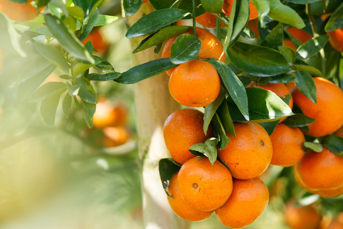 Receitas Deliciosas com Laranjas Frescas da Sua Horta