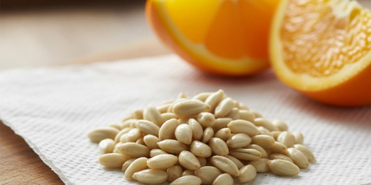 Guia Completo: Como Cuidar de uma Laranjeira em Vaso