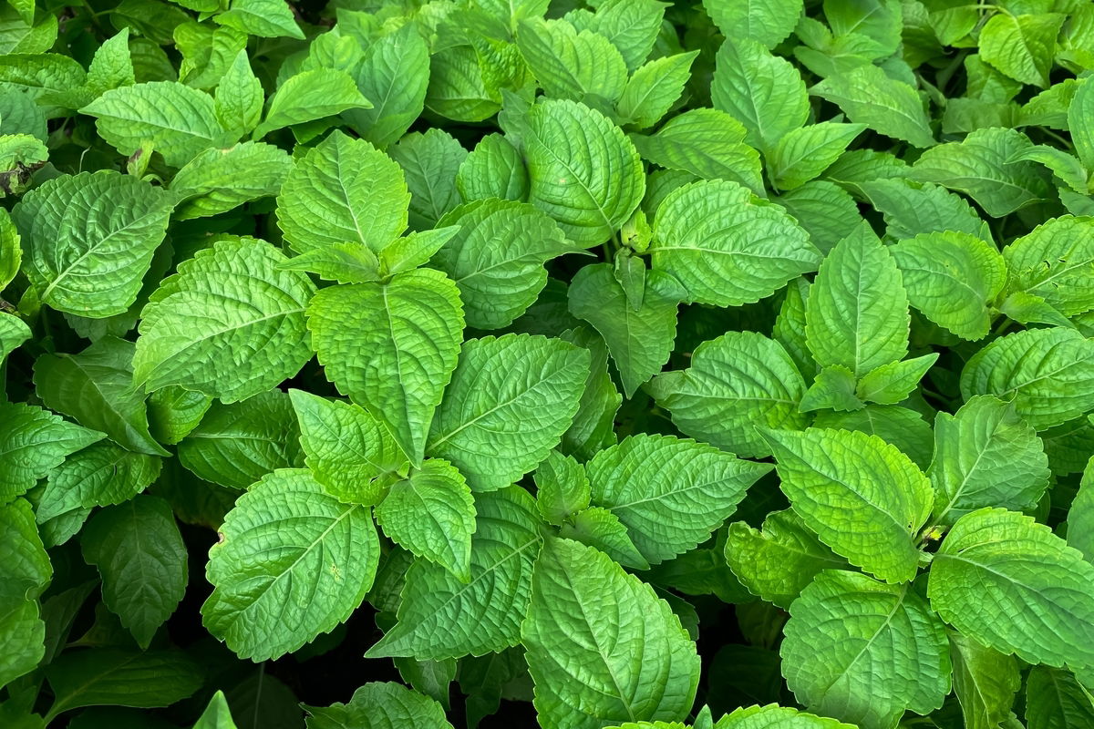 gravida pode tomar cha de alfavaca