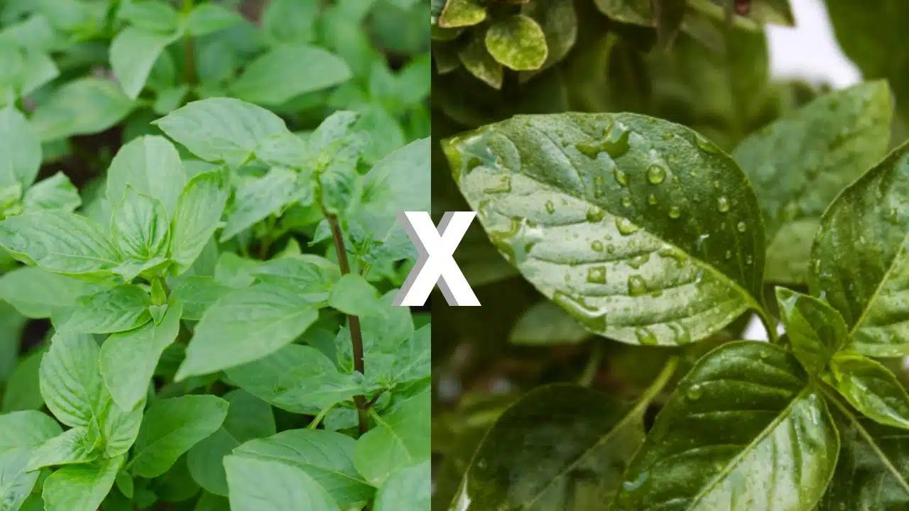 Plantas Medicinais na Gestação: O Que Saber Antes de Consumir