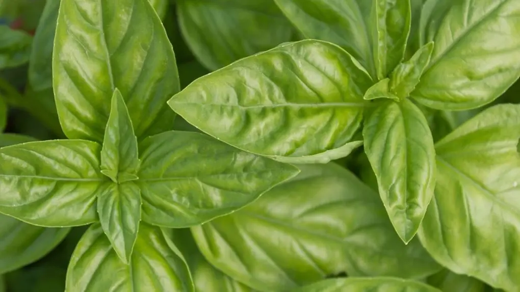 Mitos e Verdades sobre Ervas e Gravidez