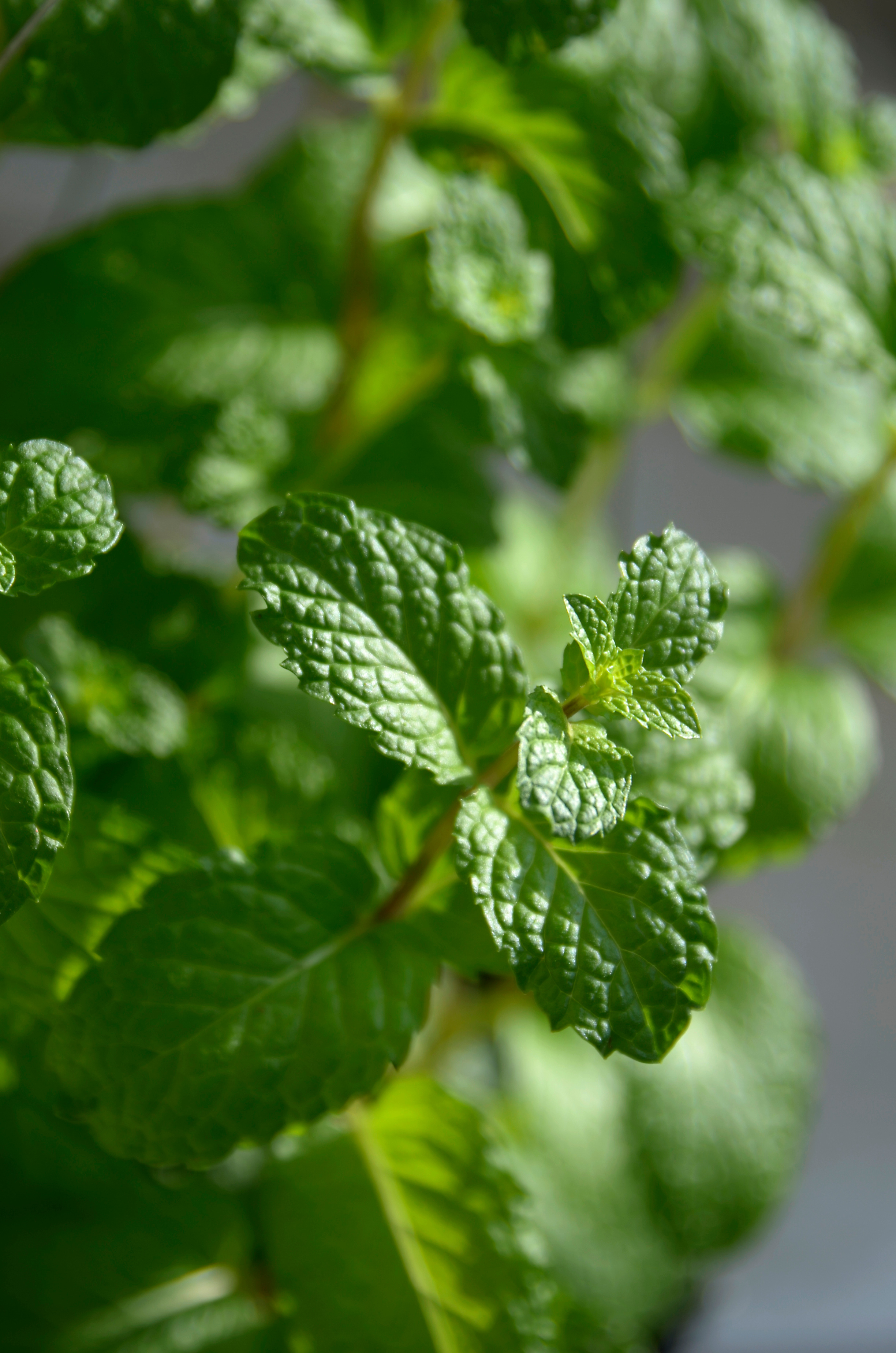 Mitos e verdades sobre o chá de hortelã para pressão alta