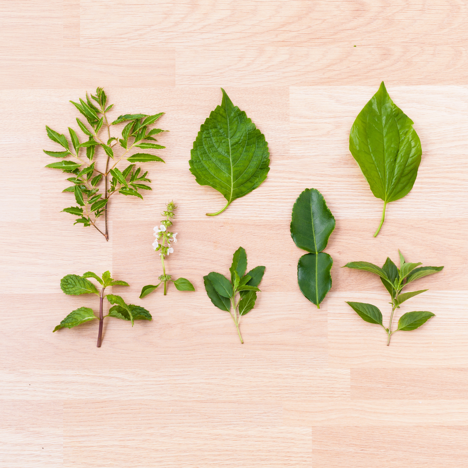 hortelã benefícios