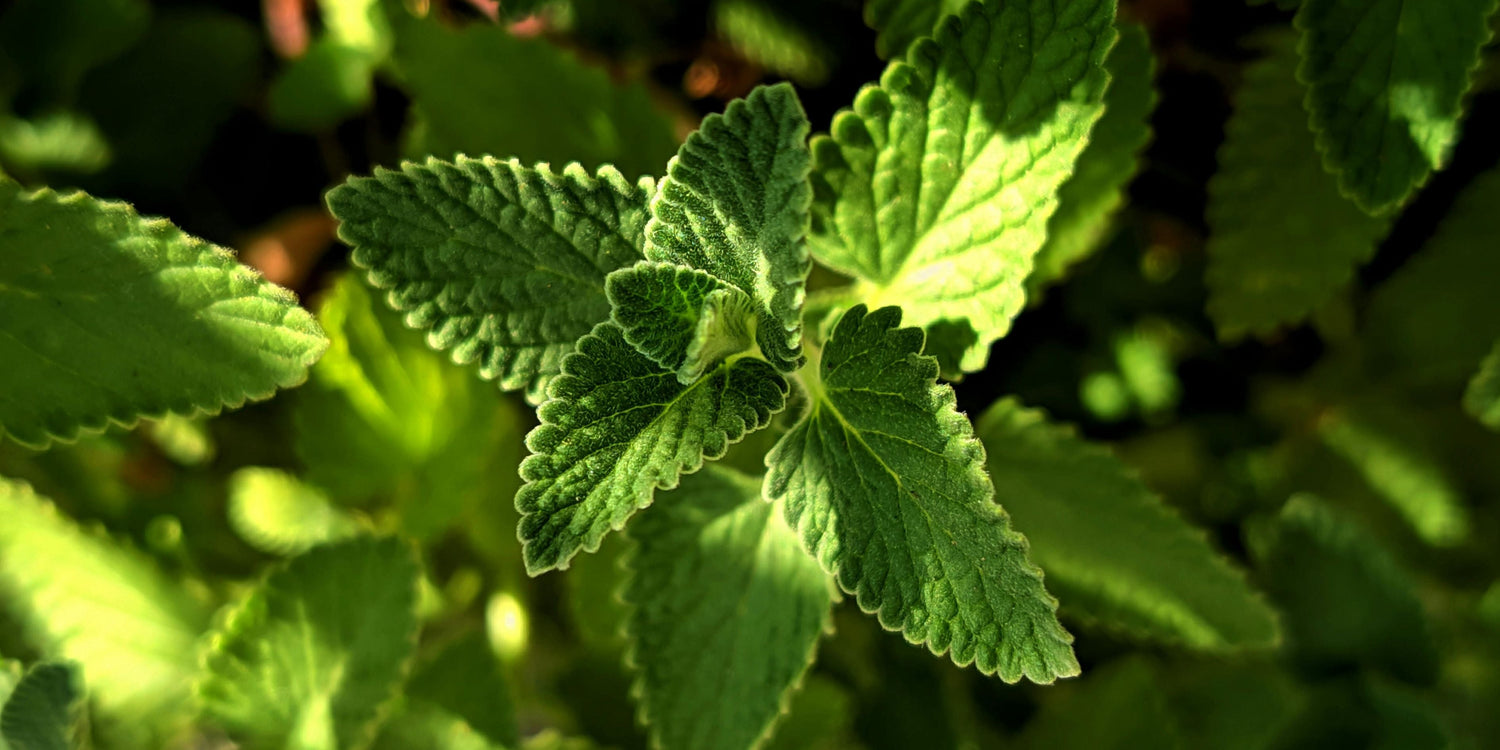Receitas refrescantes com hortelã para o verão