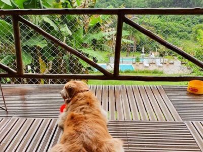 Guia Completo para Viajar com Seu Pet: Documentação e Dicas Essenciais