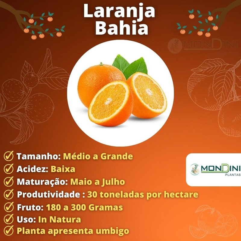 Laranja Bahia vs. Laranja Pêra: Qual a Melhor para Sua Saúde?