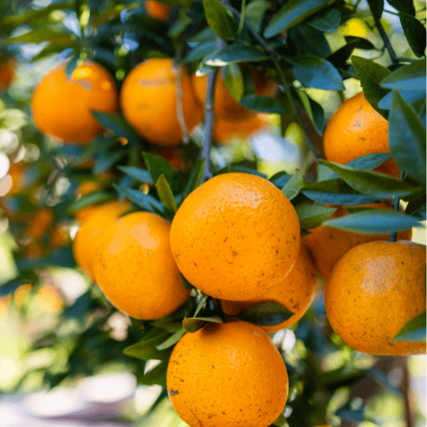 Laranja Bahia vs. Laranja Pêra: Qual a Melhor para Sua Saúde?