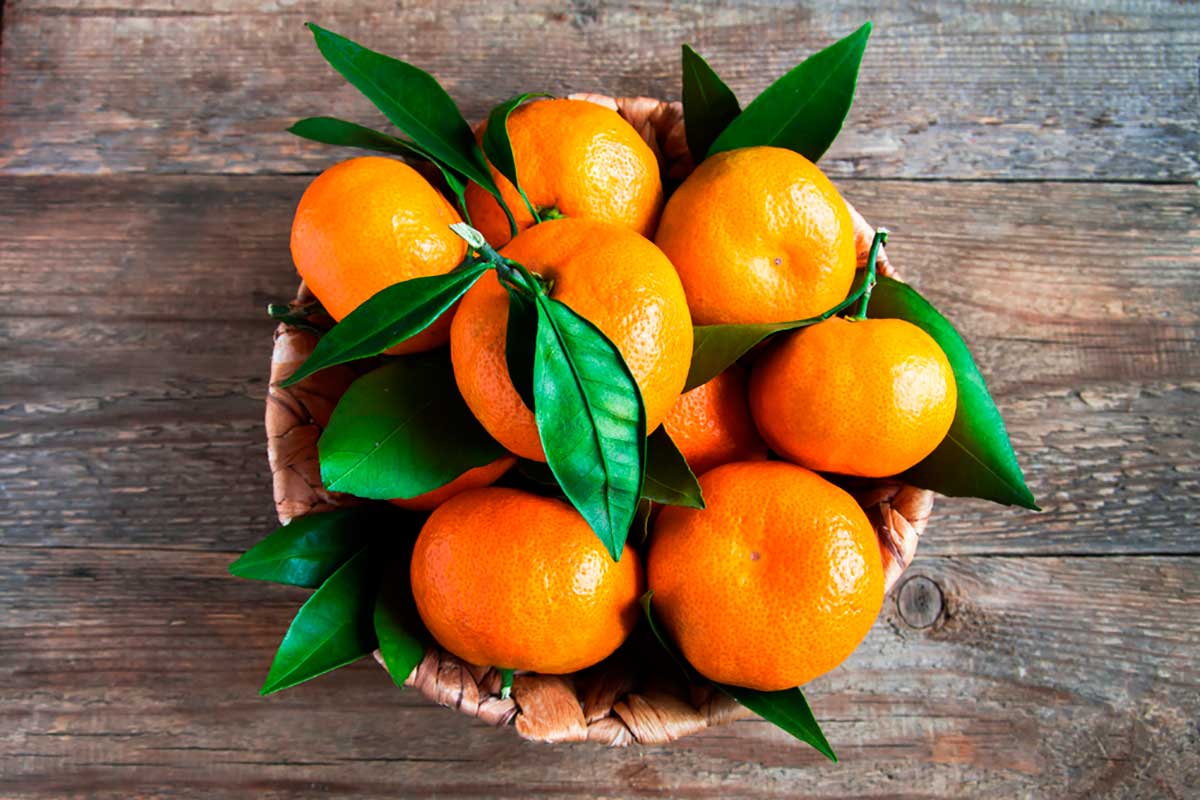 Ponkan e Outras Variedades Explicadas
5. A Incrível Jornada dos Nomes da Mexerica pelo Brasil