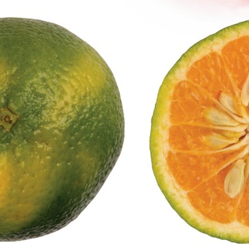 laranja cravo ou mexerica