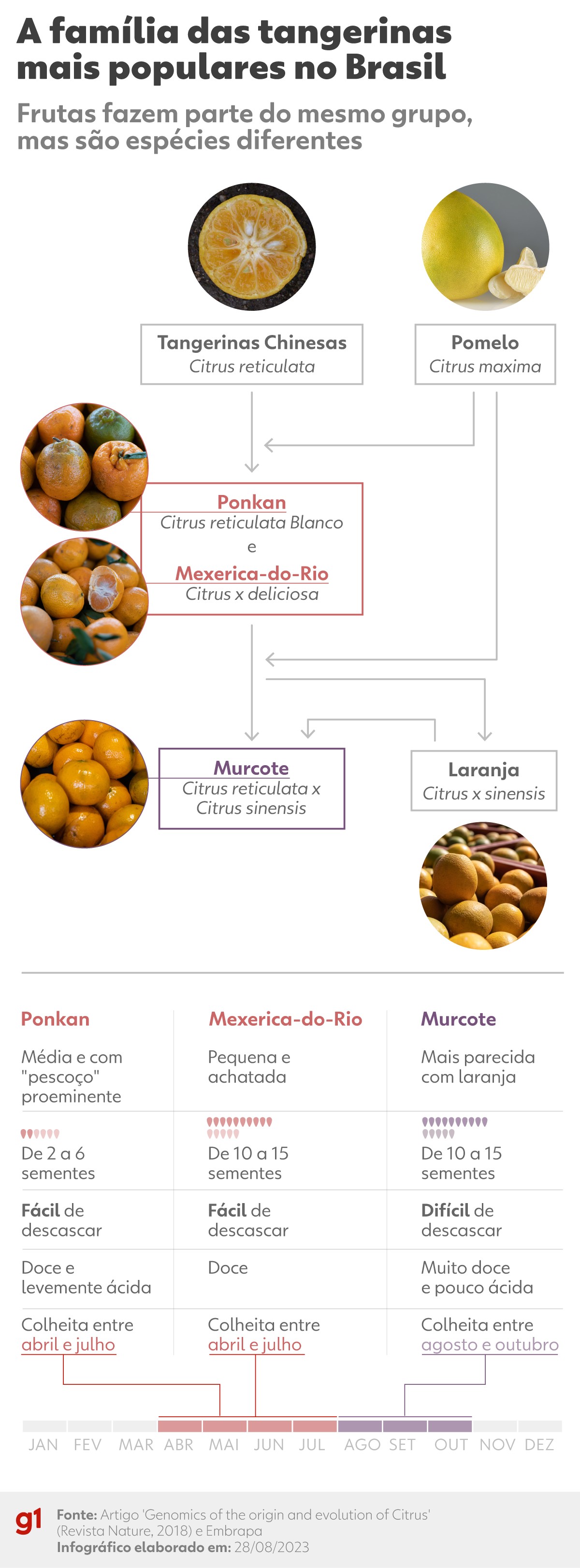 5 ideias de títulos:
1. Laranja-Cravo vs. Mexerica: Entenda as Diferenças e Semelhanças
2. Guia Completo da Tangerina Cravo: Sabor