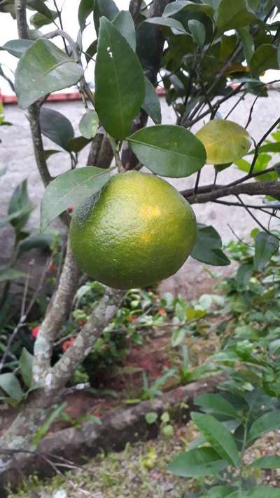 laranja sem suco no pé