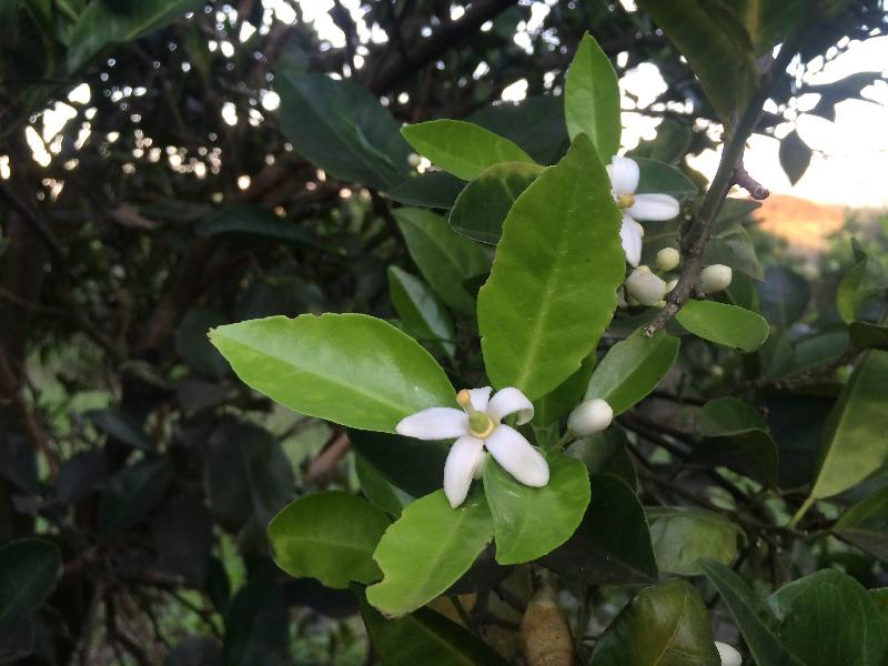 Guia Completo de Adubação para Laranjeiras Saudáveis