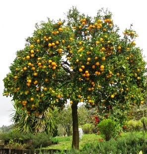 Quando e Como Realizar a Poda de Limpeza em seu Pé de Laranja