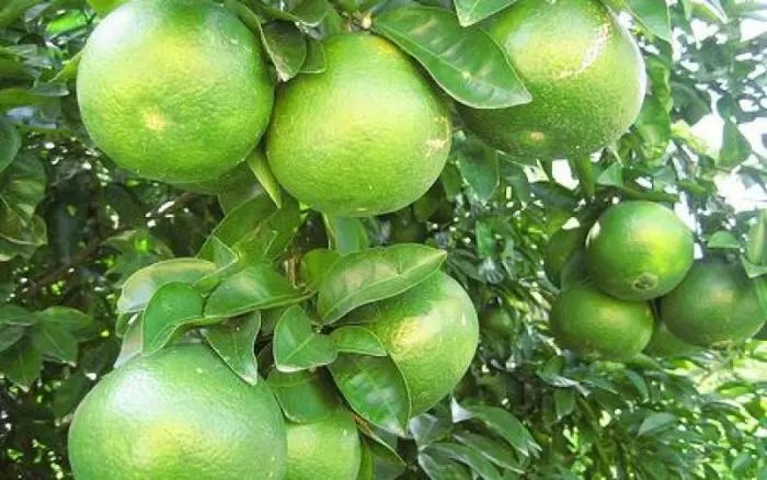 laranja sem suco no pé