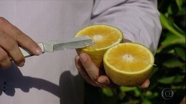 Quando e Como Realizar a Poda de Limpeza em seu Pé de Laranja