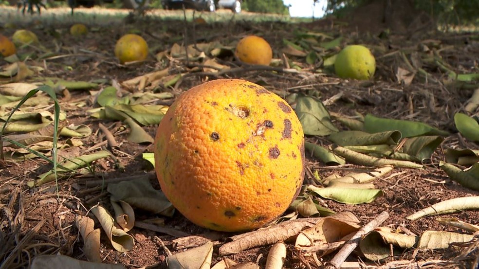 laranja sem suco no pé