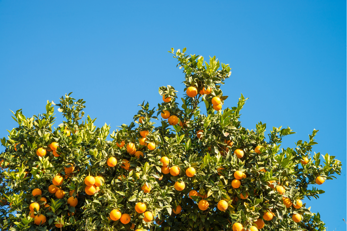 A Importância da Irrigação Correta para a Produção de Laranjas Suculentas