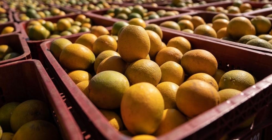 Entenda a Autorregulação Natural das Laranjeiras e Otimize sua Colheita