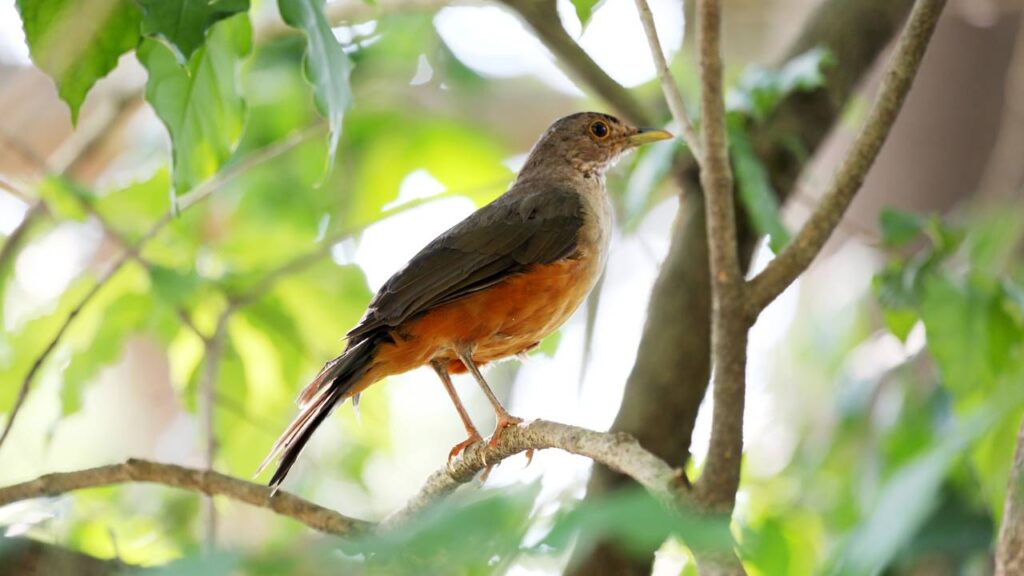 bebedouros e abrigos ideais
