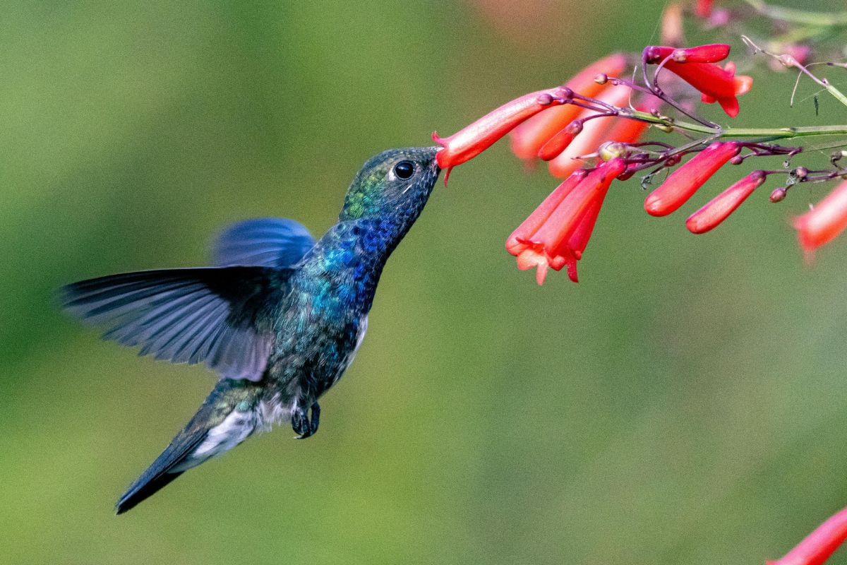canto e hábitos alimentares