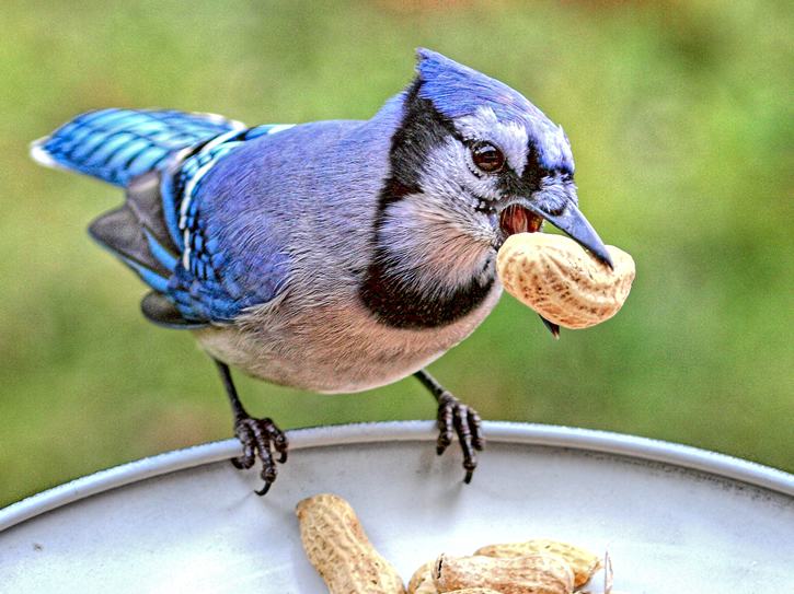 Marianeira: A árvore mágica que atrai mais de 45 espécies de pássaros