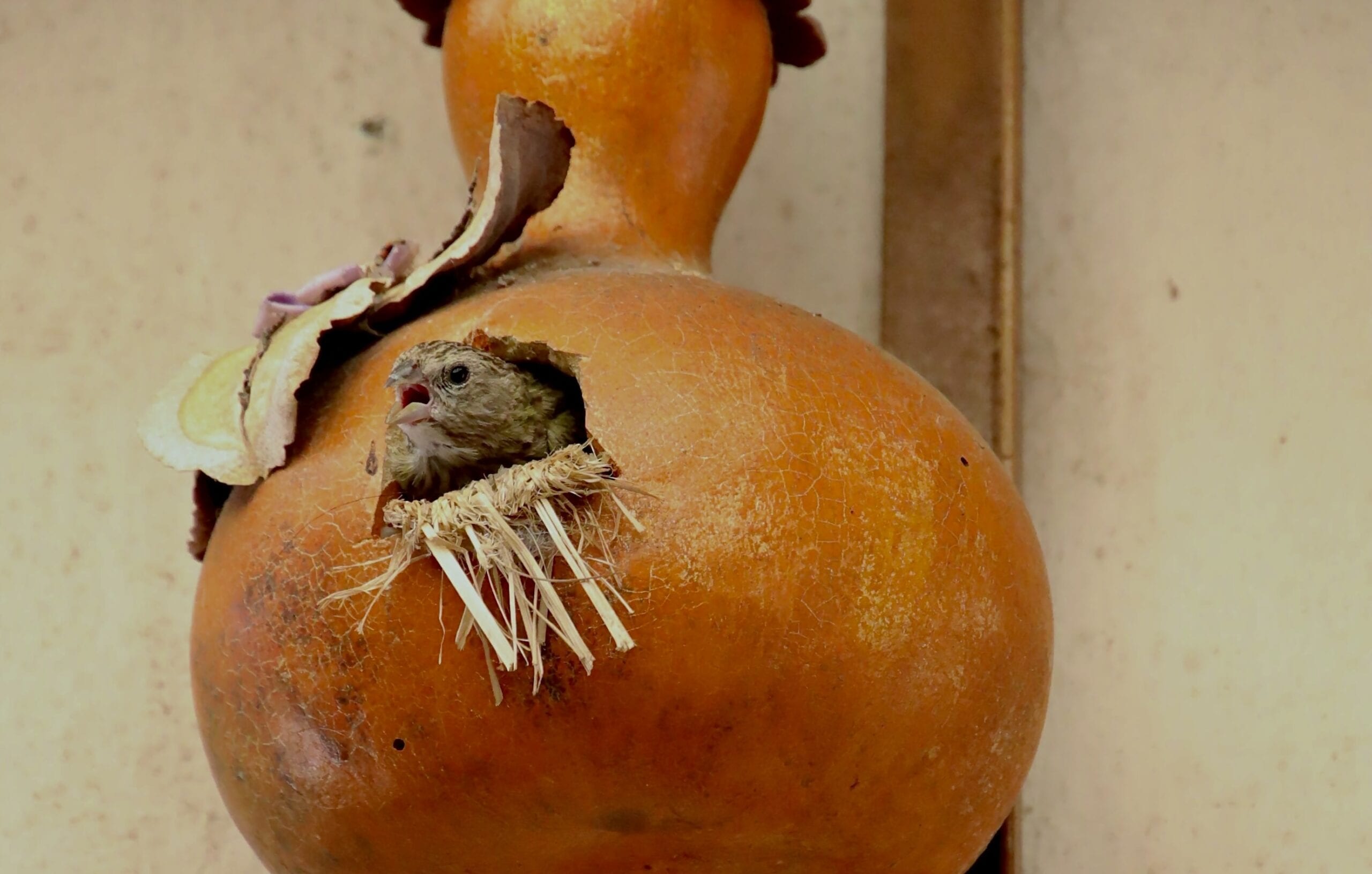 Além da laranja: Outras frutas e plantas que encantam as aves do seu jardim