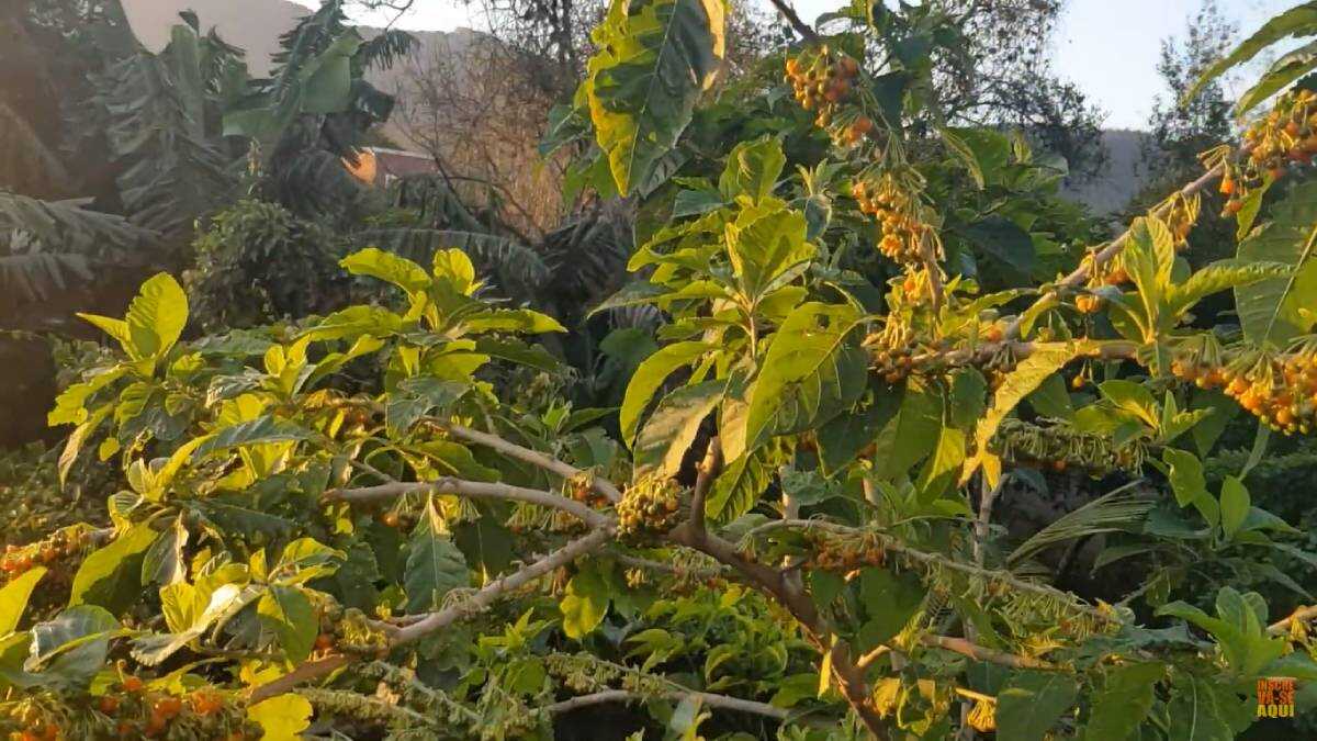 Crie um santuário para pássaros: Comedouros