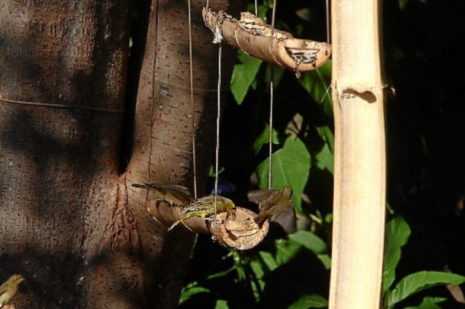 bebedouros e abrigos ideais